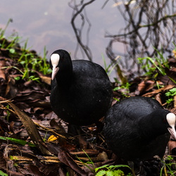 Vogels