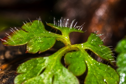 Plantenbakje