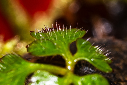 Plantenbakje