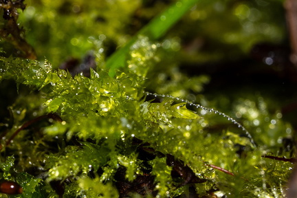 Plantenbakje