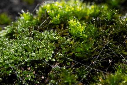Plantenbakje