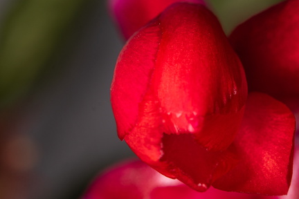 Lidcactus
