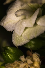 Oud bloempje