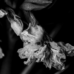 Black & white