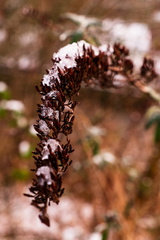 Winter in Hoogkarspel 2026