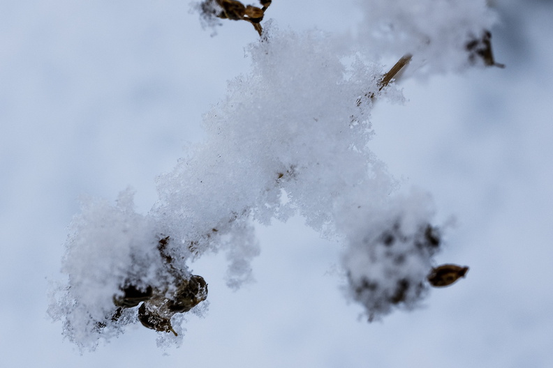 _1095790.JPG