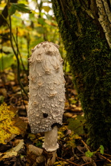 Streekbos