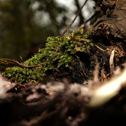 Paddestoelen
