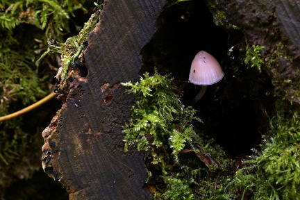 Streekbos