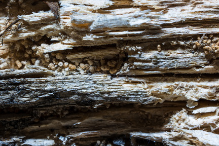 Hout met houtworm