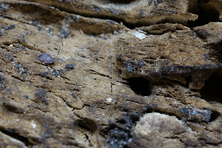 Oud hout