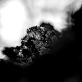 Bomen