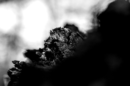 Bomen