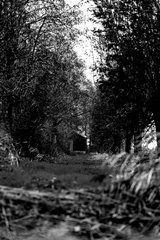 Bomen