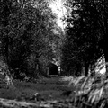 Bomen