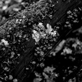 Bomen