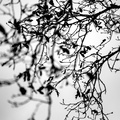 Bomen