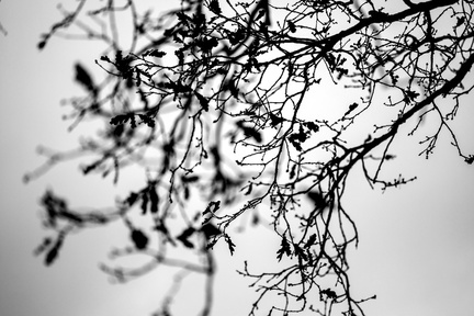 Bomen