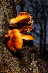 Paddestoel