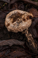 Paddestoel