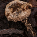 Paddestoel
