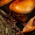 Paddestoel