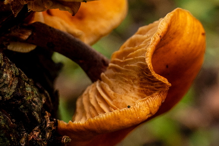 Paddestoel