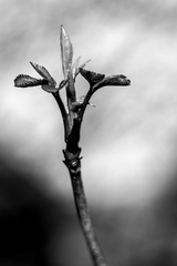Hoogkarspel 13-1-2026