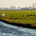 Zwaagdijk