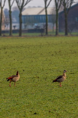 Midwoud 10 februari 26