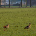 Midwoud 10 februari 26