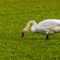 Midwoud 10 februari 26
