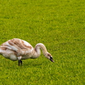 Midwoud 10 februari 26
