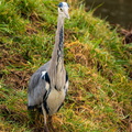 Midwoud 10 februari 26