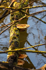 Egboetswater