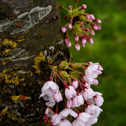 Sakura - kersenbloesem