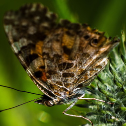 Vlinder