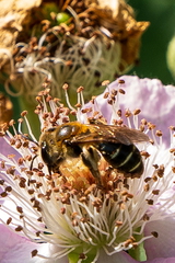 Vlinder
