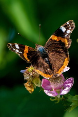 Vlinder