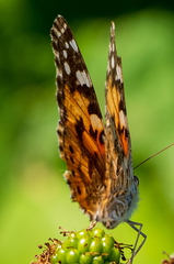 Vlinder
