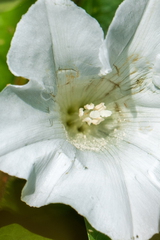 Tuin