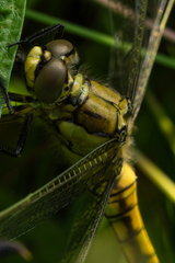 Insect