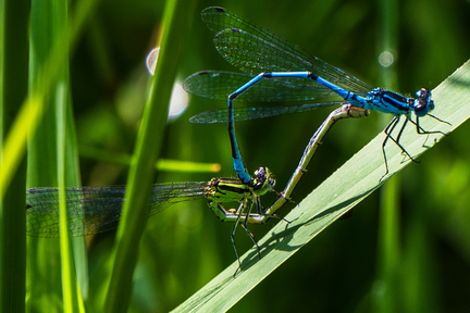 Insect