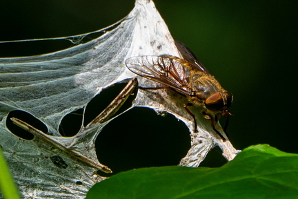 Insect