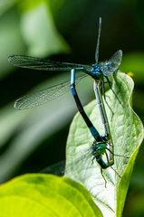 Insect