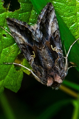 Insect