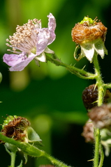 Tuin