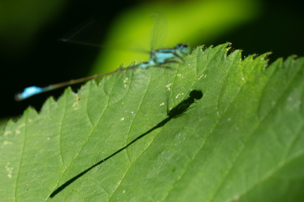 Insect
