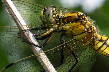Insect