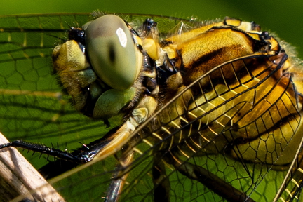 Insect